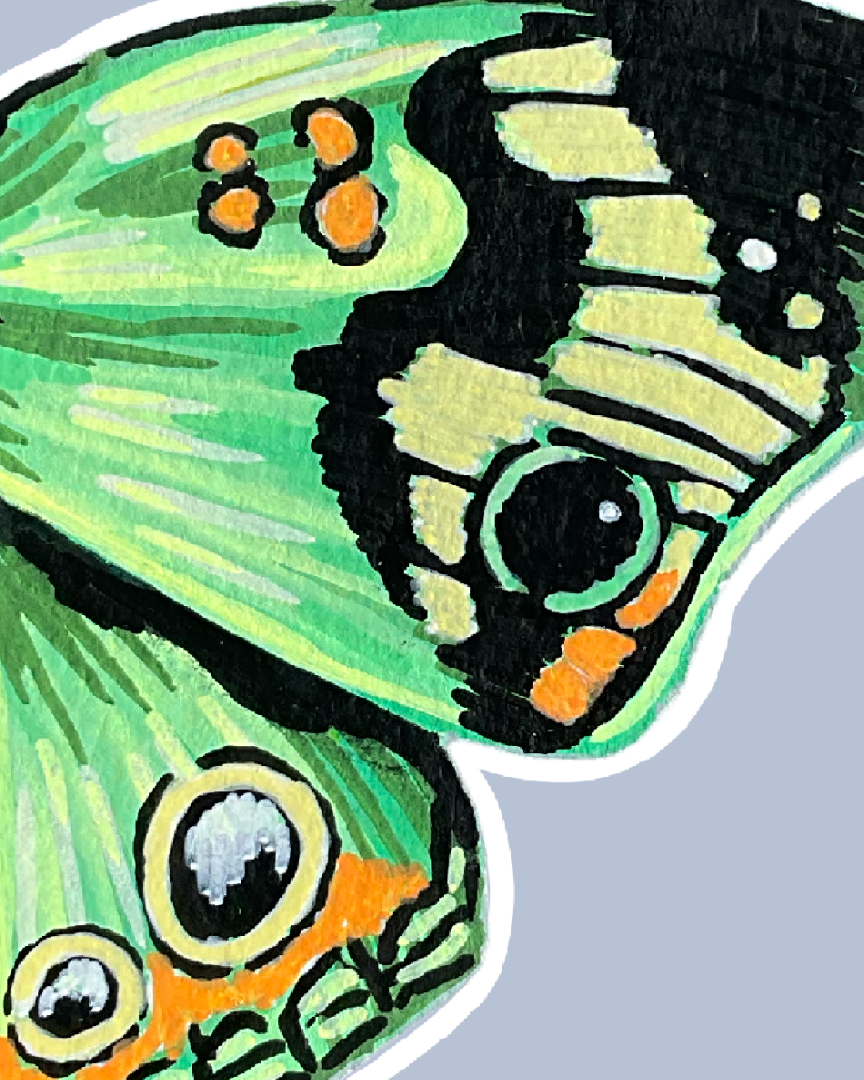 Close-up of a butterfly wing with green, black, and orange colors on a light gray background.
